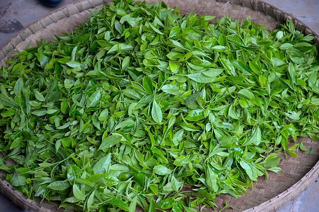 Thé Vert : La boisson brûle-graisses par excellence