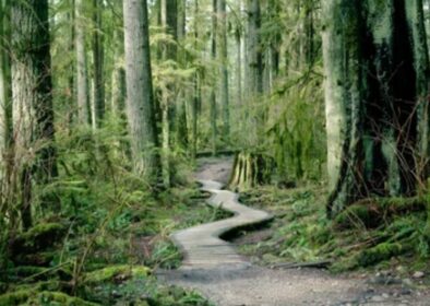 se promener en forêt